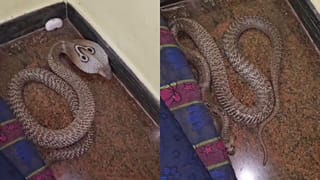 ತಲೆದಿಂಬಿನಡಿಯೇ ಇತ್ತು ಬೃಹತ್ ಗಾತ್ರದ ನಾಗರ! ಗೊತ್ತೇ ಇಲ್ಲದೆ ರಾತ್ರಿಯಿಡೀ ಹಾವಿನ ಜತೆ ಕಳೆದಿದ್ದ ಅಣ್ಣ-ತಂಗಿ