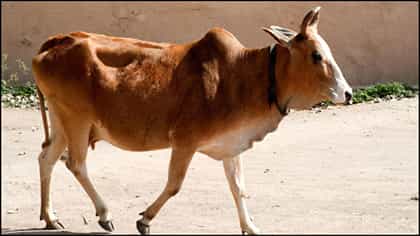 ಕಾರ್ತಿಕ ಮಾಸದ ಮೊದಲ ದಿನ ದನಗಳಿಗೆ ಬರೆ ಹಾಕುವುದು ರೋಗ ನಿವಾರಣೆಯ ಮಾರ್ಗವೇ?