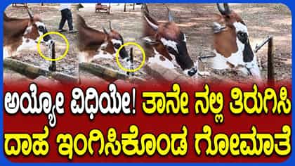 ಕೊಪ್ಪಳ: ತಾನೇ ನಲ್ಲಿ ತಿರುಗಿಸಿ ದಾಹ ಇಂಗಿಸಿಕೊಂಡ ಗೋಮಾತೆ!