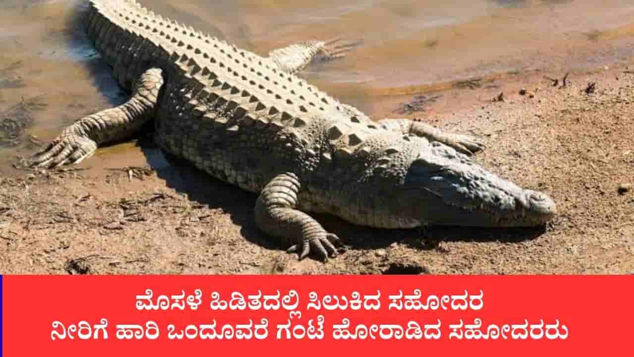ಮೊಸಳೆಯ ದವಡೆಯಿಂದ ಸಹೋದರನನ್ನು ಬಿಡಿಸಿದ ಇಬ್ಬರು ಸಹೋದರರು: ಒಂದೂವರೆ ಗಂಟೆ ನೀರಿನಲ್ಲೇ ಹೋರಾಟ