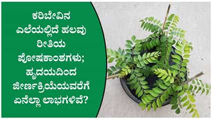ಕರಿಬೇವಿನ ಎಲೆ ತಿಂದರೆ ಆರೋಗ್ಯಕ್ಕೆ ಏನೆಲ್ಲಾ ಪ್ರಯೋಜನಗಳು ಸಿಗುತ್ತವೆ?