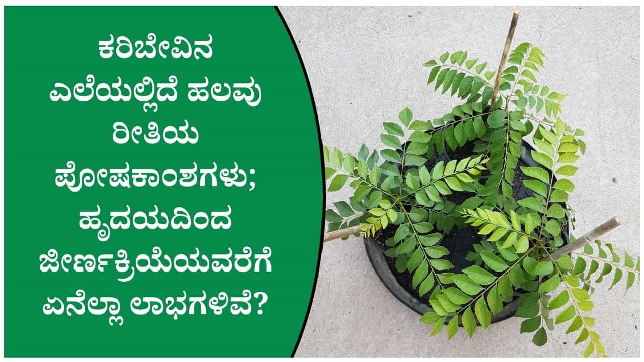 ಪ್ರತಿದಿನ ಕರಿಬೇವಿನ ಎಲೆ ತಿಂದರೆ ಏನಾಗುತ್ತದೆ? ಆರೋಗ್ಯಕ್ಕೆ ಸಿಗುವ ಪ್ರಯೋಜನಗಳಿವು! ಪ್ರತಿದಿನ ಕರಿಬೇವಿನ ಎಲೆ ತಿಂದರೆ ಏನಾಗುತ್ತದೆ? ಆರೋಗ್ಯಕ್ಕೆ ಸಿಗುವ ಪ್ರಯೋಜನಗಳಿವು!