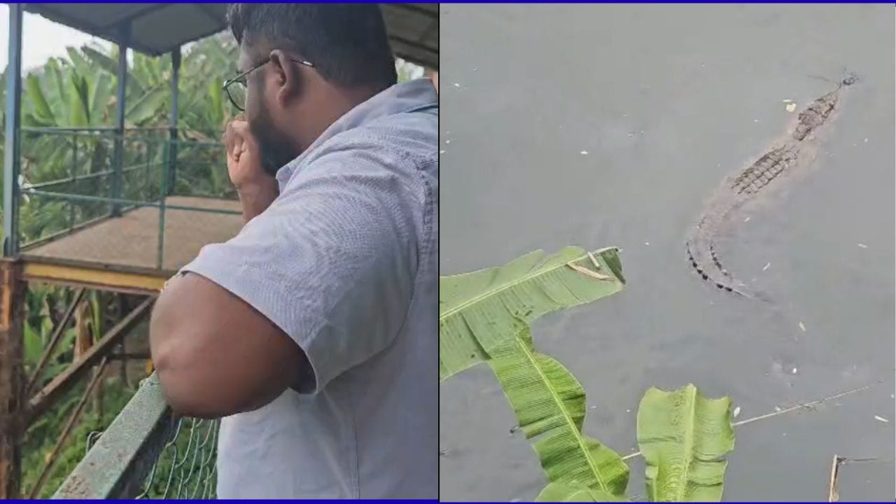 ದಾಂಡೇಲಿಯ ಮೊಸಳೆ ಪಾರ್ಕ್: ಪ್ರವಾಸಿಗನ ಧ್ವನಿಗೆ ದಡ್ಕ್ಕೆ ಬಂದ ಮೊಸಳೆ