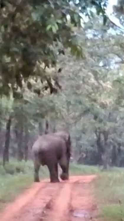 ಸಫಾರಿ ವೇಳೆ ಜೀಪ್ಗೆ ಅಡ್ಡ ಬಂದ ಒಂಟಿ ಸಲಗ!