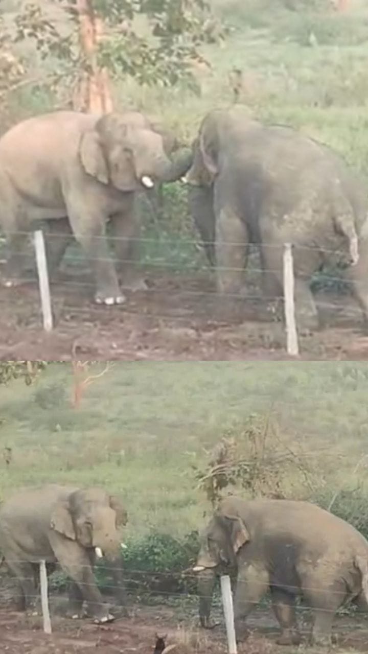 ಮದಗಜಗಳ ನಡುವೆ ಭೀಕರ ಕಾಳಗ