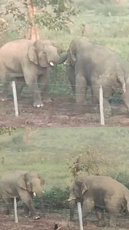 ಮದಗಜಗಳ ನಡುವೆ ಭೀಕರ ಕಾಳಗ