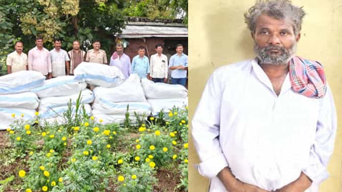 ತೊಗರಿ ಮಧ್ಯೆ ಗಾಂಜಾ ಬೆಳೆದ ರೈತ ಅರೆಸ್ಟ್‌; ಕೋಟ್ಯಂತರ ಮೌಲ್ಯದ ಗಿಡ ಜಪ್ತಿ