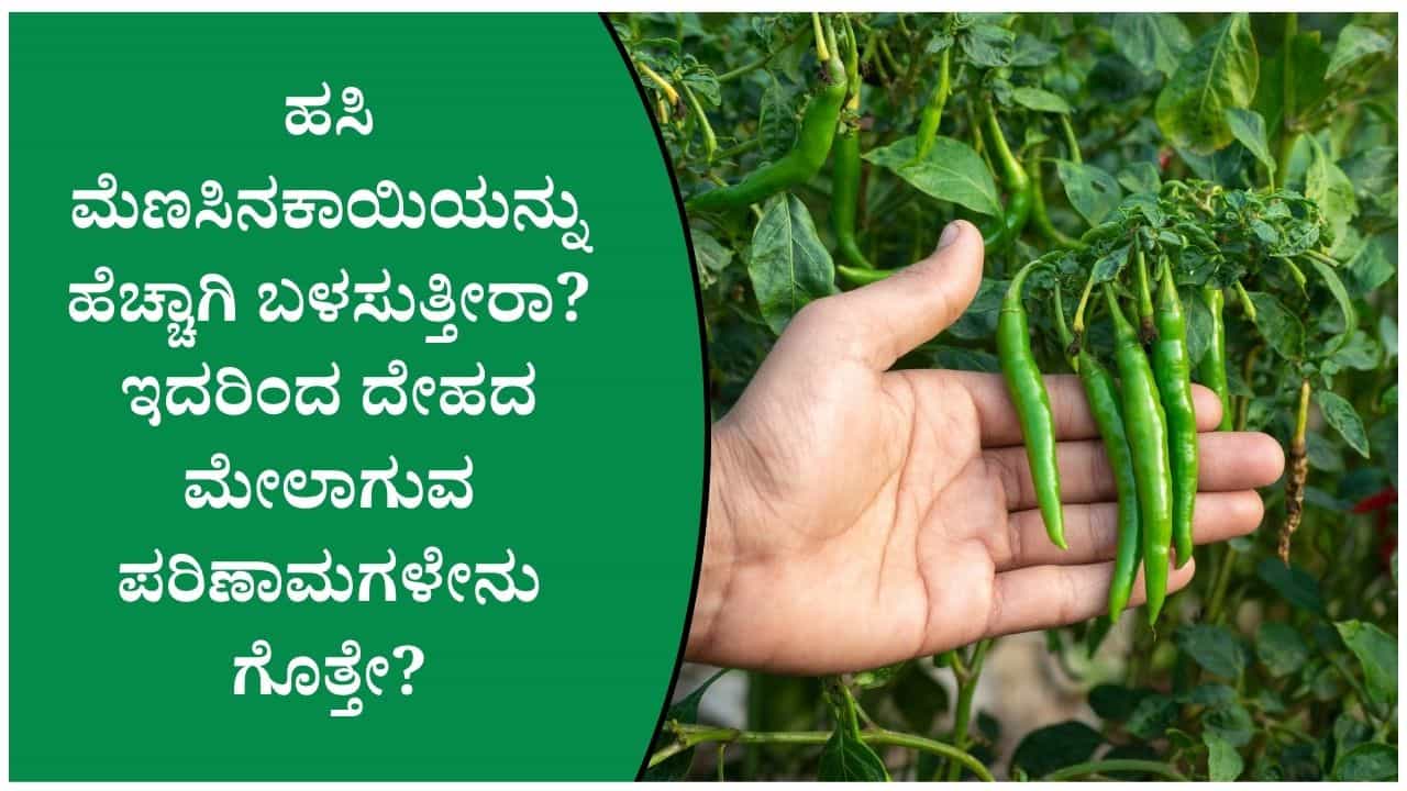 ತೂಕ ಇಳಿಕೆಯಿಂದ ಹೃದಯದ ಆರೋಗ್ಯದವರೆಗೆ: ಹಸಿ ಮೆಣಸಿನಕಾಯಿ ಬಗ್ಗೆ ತಿಳಿಯಬೇಕಾದ ಸತ್ಯಗಳಿವು ತೂಕ ಇಳಿಕೆಯಿಂದ ಹೃದಯದ ಆರೋಗ್ಯದವರೆಗೆ: ಹಸಿ ಮೆಣಸಿನಕಾಯಿ ಬಗ್ಗೆ ತಿಳಿಯಬೇಕಾದ ಸತ್ಯಗಳಿವು