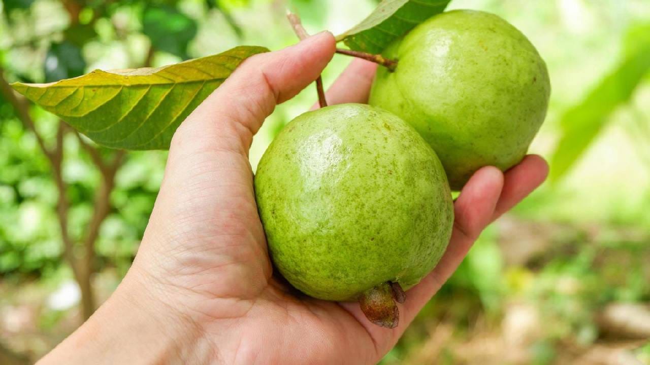 ದಿನಕ್ಕೊಂದು ಪೇರಳೆ ಹಣ್ಣನ್ನು ತಿನ್ನುವುದರಿಂದ ದೇಹಕ್ಕೆ ಲಭಿಸುವ ಪ್ರಯೋಜನಗಳೇನು?