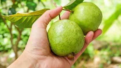 ಪೇರಳೆ ಹಣ್ಣು ತಿನ್ನುವುದರಿಂದ ಲಭಿಸುವ ಪ್ರಯೋಜನಗಳು
