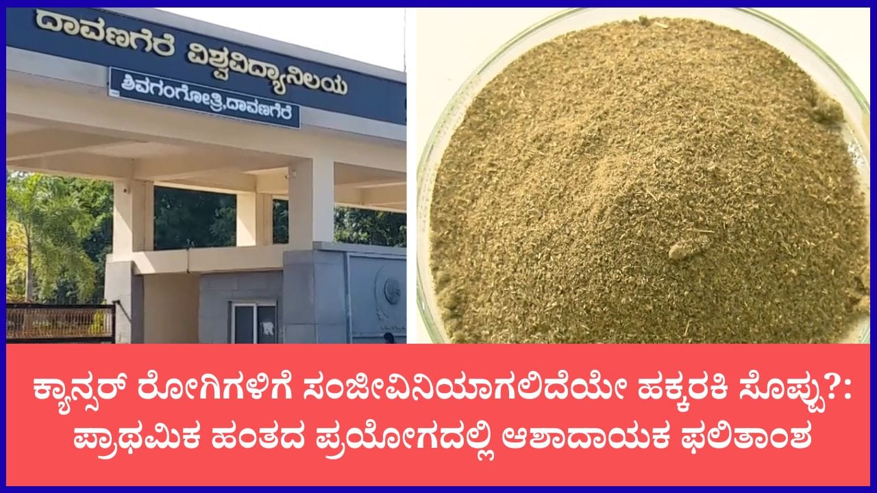 ಶ್ವಾಸಕೋಶ ಕ್ಯಾನ್ಸರ್‌ಗೆ ರಾಮಬಾಣವಾಗಲಿದೆಯೇ ಹಕ್ಕರಕಿ ಸೊಪ್ಪು?: ದಾವಣಗೆರೆ ವಿಶ್ವವಿದ್ಯಾಲಯದ ಹೊಸ ಸಂಶೋಧನೆ