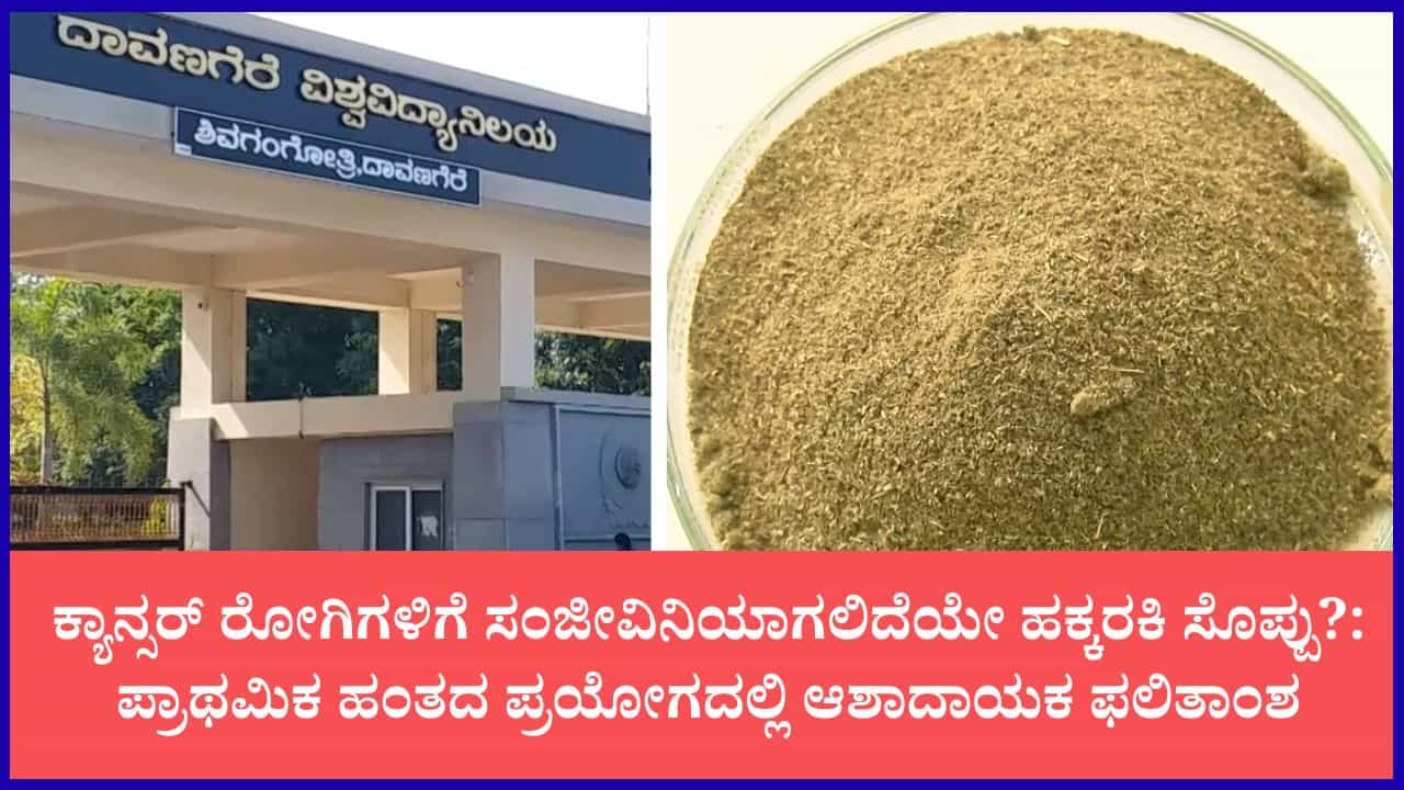 ಶ್ವಾಸಕೋಶ ಕ್ಯಾನ್ಸರ್ಗೆ ರಾಮಬಾಣವಾಗಲಿದೆಯೇ ಹಕ್ಕರಕಿ ಸೊಪ್ಪು?: ದಾವಣಗೆರೆ ವಿಶ್ವವಿದ್ಯಾಲಯದ ಹೊಸ ಸಂಶೋಧನೆ ಶ್ವಾಸಕೋಶ ಕ್ಯಾನ್ಸರ್ಗೆ ರಾಮಬಾಣವಾಗಲಿದೆಯೇ ಹಕ್ಕರಕಿ ಸೊಪ್ಪು?: ದಾವಣಗೆರೆ ವಿಶ್ವವಿದ್ಯಾಲಯದ ಹೊಸ ಸಂಶೋಧನೆ