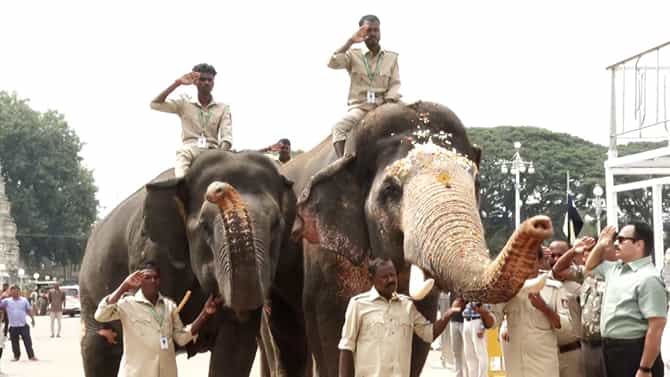 ವಿಶ್ವವಿಖ್ಯಾತ ಜಂಬೂ ಸವಾರಿಗೆ ದಿನಗಣನೆ: ಅರಮನೆ ಆವರಣದಲ್ಲಿ ಭರ್ಜರಿ ತಾಲೀಮು