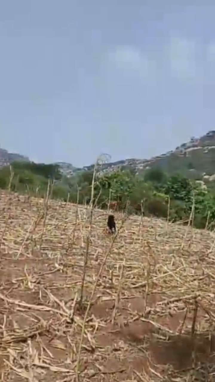 ಕೊಪ್ಪಳದಲ್ಲಿ ಕಡವೆ ಪತ್ತೆ