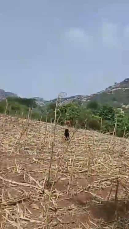 ಕೊಪ್ಪಳದಲ್ಲಿ ಕಡವೆ ಪತ್ತೆ