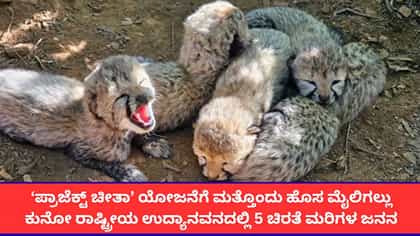 ಕುನೋ ರಾಷ್ಟ್ರೀಯ ಉದ್ಯಾನವನದಲ್ಲಿ 5 ಚೀತಾ ಮರಿಗಳ ಜನನ