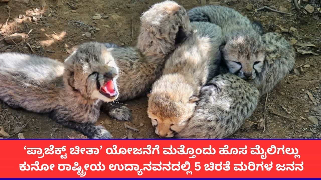 ಕುನೋ ರಾಷ್ಟ್ರೀಯ ಉದ್ಯಾನವನದಲ್ಲಿ 5 ಚೀತಾ ಮರಿಗಳ ಜನನ; ಭಾರತದಲ್ಲಿ ಚೀತಾಗಳ ಒಟ್ಟು ಸಂಖ್ಯೆ 60ಕ್ಕೆ ಏರಿಕೆ ಕುನೋ ರಾಷ್ಟ್ರೀಯ ಉದ್ಯಾನವನದಲ್ಲಿ 5 ಚೀತಾ ಮರಿಗಳ ಜನನ; ಭಾರತದಲ್ಲಿ ಚೀತಾಗಳ ಒಟ್ಟು ಸಂಖ್ಯೆ 60ಕ್ಕೆ ಏರಿಕೆ