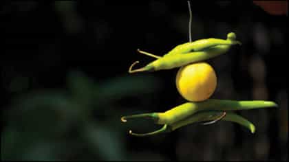 ನವರಾತ್ರಿ: ಮನೆ ಮುಂದೆ ನಿಂಬೆ-ಮೆಣಸಿನಕಾಯಿ ಕಟ್ಟುವುದು ಯಾಕೆ?