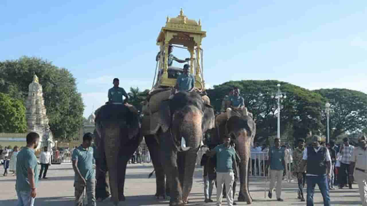ದಸರಾ ಅಂಬಾರಿ ತಾಲೀಮು ಅರ್ಧಕ್ಕೆ ಮೊಟಕು: ಕ್ಯಾಪ್ಟನ್ ರೇಸ್ನಿಂದ ಮಹೇಂದ್ರ ಆನೆ ಬಹುತೇಕ ಔಟ್!