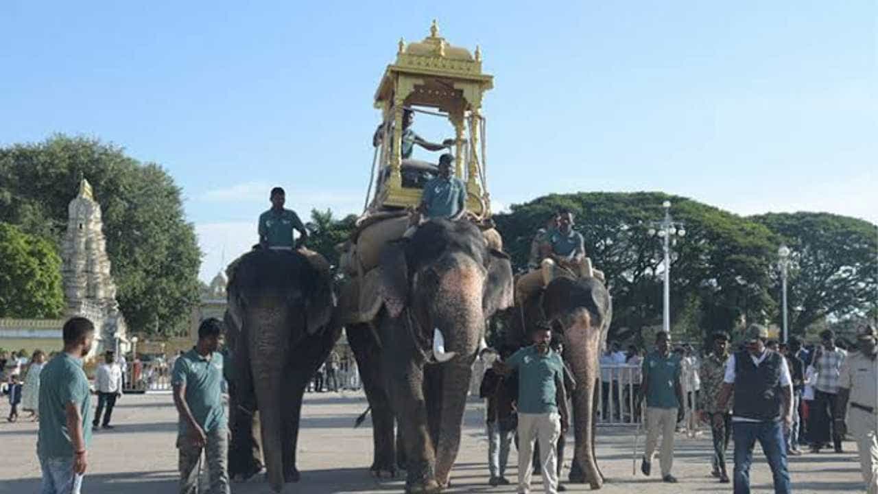 ದಸರಾ ಅಂಬಾರಿ ತಾಲೀಮು ಅರ್ಧಕ್ಕೆ ಮೊಟಕು: ಕ್ಯಾಪ್ಟನ್ ರೇಸ್‌ನಿಂದ ಮಹೇಂದ್ರ ಆನೆ ಬಹುತೇಕ ಔಟ್!