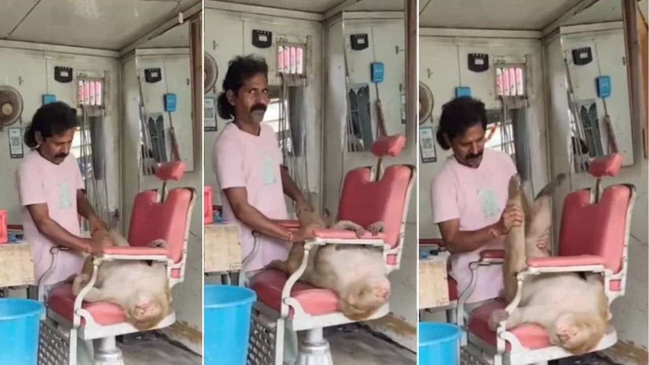 Viral Video: ಕ್ಷೌರದಂಗಡಿಯಲ್ಲಿ ಕೋತಿಗೆ ಮಸಾಜ್: ವಿಡಿಯೊ ನೋಡಿ ನೆಟ್ಟಿಗರು ಫಿದಾ Viral Video: ಕ್ಷೌರದಂಗಡಿಯಲ್ಲಿ ಕೋತಿಗೆ ಮಸಾಜ್: ವಿಡಿಯೊ ನೋಡಿ ನೆಟ್ಟಿಗರು ಫಿದಾ