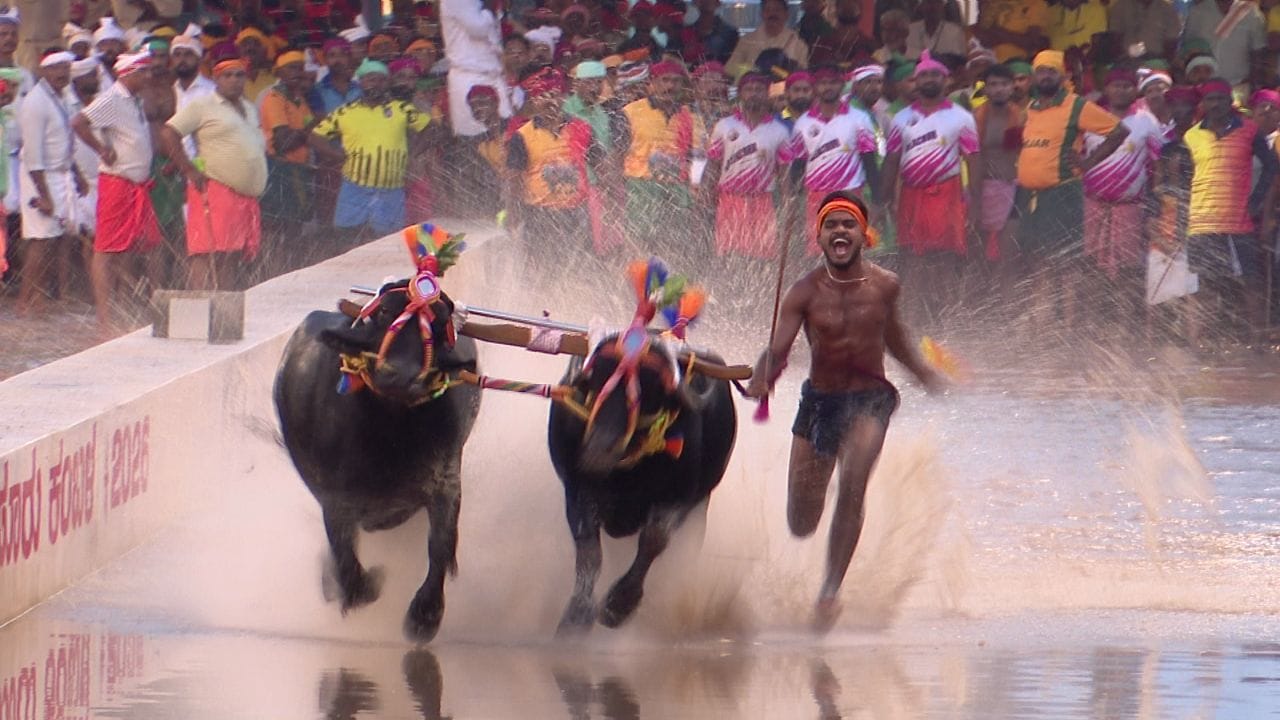 ಮೈಸೂರು ದಸರಾ ಕಂಬಳಕ್ಕೆ ಅದ್ಧೂರಿ ತೆರೆ; ವಿನ್ನರ್ಸ್ ಲಿಸ್ಟ್ ಇಲ್ಲಿದೆ