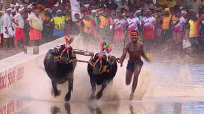 ಮೈಸೂರು ದಸರಾ ಕಂಬಳಕ್ಕೆ ಅದ್ಧೂರಿ ತೆರೆ; ವಿನ್ನರ್ಸ್ ಲಿಸ್ಟ್ ಇಲ್ಲಿದೆ