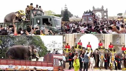ಮೈಸೂರು ದಸರಾ ಯಶಸ್ವಿಗೊಳಿಸಿ ನಾಡಿನಿಂದ ಕಾಡಿನತ್ತ ಹೆಜ್ಜೆ ಹಾಕಿದ ಗಜಪಡೆ