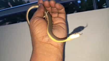 ಕೋಲಾರದಲ್ಲಿ ಅಪರೂಪದ 'ಆಲಿವ್ ನೀರು ಹಾವು' ಪತ್ತೆ!