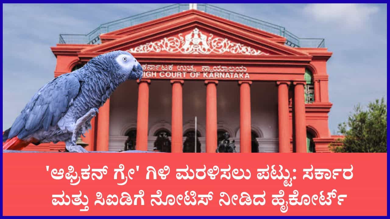 ಸಿಐಡಿ ವಶದಲ್ಲಿರುವ ಆಫ್ರಿಕನ್ ಗ್ರೇ ಗಿಳಿ ಮರಳಿಸುವಂತೆ ಅರ್ಜಿ: ರಾಜ್ಯ ಸರ್ಕಾರಕ್ಕೆ ಹೈಕೋರ್ಟ್ ನೋಟಿಸ್ ಸಿಐಡಿ ವಶದಲ್ಲಿರುವ ಆಫ್ರಿಕನ್ ಗ್ರೇ ಗಿಳಿ ಮರಳಿಸುವಂತೆ ಅರ್ಜಿ: ರಾಜ್ಯ ಸರ್ಕಾರಕ್ಕೆ ಹೈಕೋರ್ಟ್ ನೋಟಿಸ್