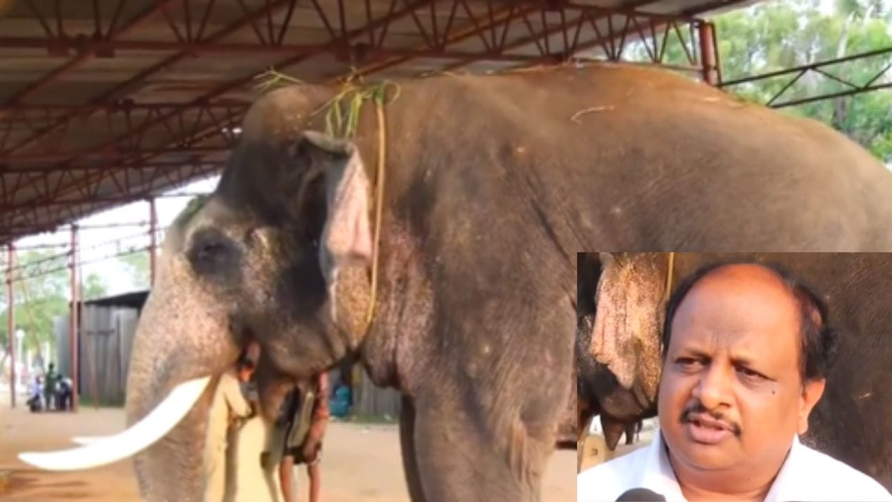 ಚಿನ್ನದ ಅಂಬಾರಿ ಹೊರಲು ಪ್ರಶಾಂತ ಸಿದ್ಧ: ಆಯ್ಕೆ ಪ್ರಕ್ರಿಯೆ ಎಷ್ಟು ಸವಾಲಾಗಿತ್ತು ಎಂಬುದನ್ನು ವಿವರಿಸಿದ ಸಿಸಿಎಫ್ ರವಿಶಂಕರ್