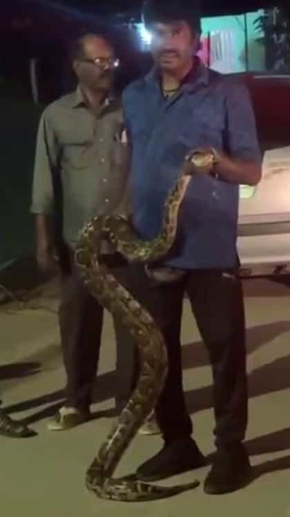 ಶಿವಮೊಗ್ಗ: ಮನೆ ಮುಂದೆಯೇ ಇತ್ತು ಭಾರೀ ಗಾತ್ರದ ಹೆಬ್ಬಾವು!