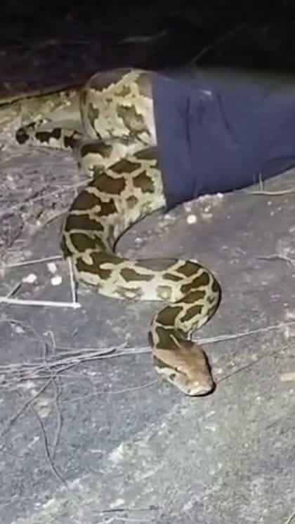 ಮೈಸೂರಿನಲ್ಲಿ ಬೃಹತ್ ಗಾತ್ರದ ಹೆಬ್ಬಾವು ರಕ್ಷಣೆ!