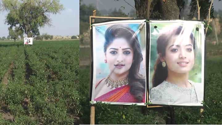 ರೈತನ ಮೆಣಸಿನಕಾಯಿ ಹೊಲಕ್ಕೆ ರಚಿತಾ ರಾಮ್, ರಶ್ಮಿಕಾ ಮಂದಣ್ಣ ಕಣ್ಗಾವಲು ರೈತನ ಮೆಣಸಿನಕಾಯಿ ಹೊಲಕ್ಕೆ ರಚಿತಾ ರಾಮ್, ರಶ್ಮಿಕಾ ಮಂದಣ್ಣ ಕಣ್ಗಾವಲು