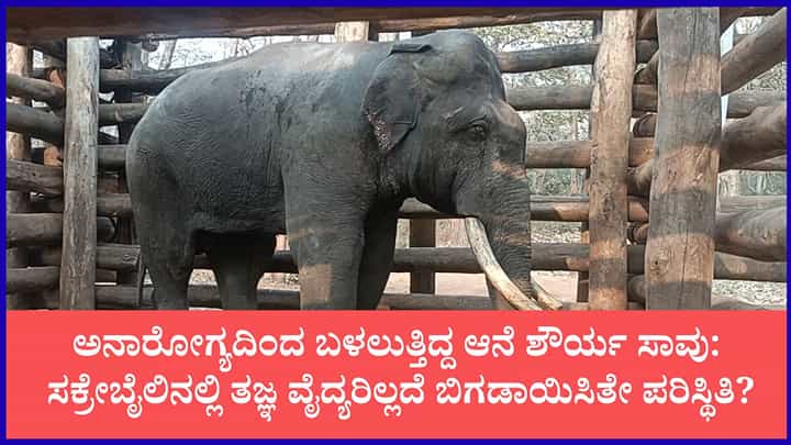 ಸಕ್ರೇಬೈಲು ಆನೆ ಬಿಡಾರದಲ್ಲಿ ಶೌರ್ಯ ಆನೆ ಸಾವು ಸಕ್ರೇಬೈಲು ಆನೆ ಬಿಡಾರದಲ್ಲಿ ಶೌರ್ಯ ಆನೆ ಸಾವು