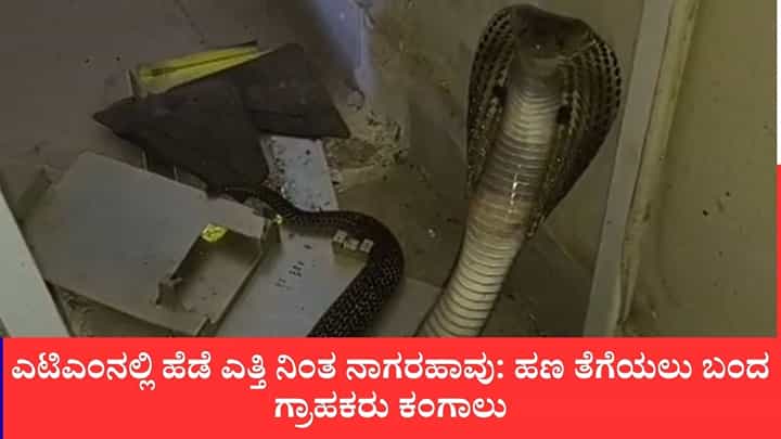 ಎಟಿಎಂನಲ್ಲಿ ಹೆಡೆ ಎತ್ತಿ ನಿಂತ ನಾಗರಹಾವು: ಹಣ ತೆಗೆಯಲು ಬಂದ ಗ್ರಾಹಕರು ಕಂಗಾಲು ಎಟಿಎಂನಲ್ಲಿ ಹೆಡೆ ಎತ್ತಿ ನಿಂತ ನಾಗರಹಾವು: ಹಣ ತೆಗೆಯಲು ಬಂದ ಗ್ರಾಹಕರು ಕಂಗಾಲು