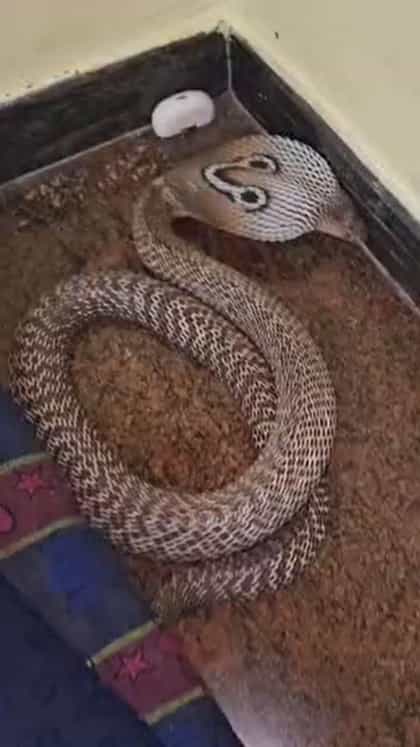ಮನೆಯಲ್ಲಿ ಒಂದು ರಾತ್ರಿ ಹಾವಿನ ಜೊತೆ ಕಳೆದ ಅಣ್ಣ-ತಂಗಿ