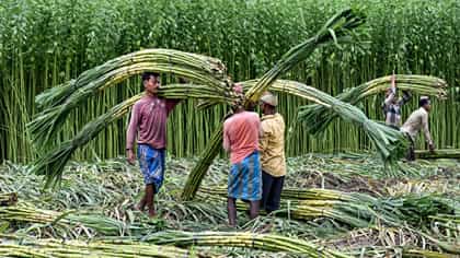 ಕಬ್ಬು ಬೆಳೆಗಾರರ ಸಮಸ್ಯೆಗಳ ಪರಿಶೀಲನೆಗೆ ಸಮಿತಿ ರಚಿಸಿದ ಕೇಂದ್ರ ಸರ್ಕಾರ