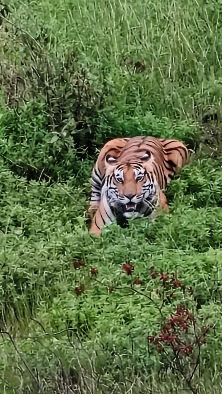 ಬೇಟೆಗೆ ಹೊಂಚು ಹಾಕಿ ಕುಳಿತ ಹುಲಿ: ವಿಡಿಯೋ ಸೆರೆ
