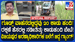 ವಿಜಯಪುರ: ಕಾಡುಹಂದಿ ಸಾಗಾಟ ಜಾಲ ಪತ್ತೆ; ಅರಣ್ಯ ಇಲಾಖೆ ಬಲೆಗೆ ಬಿದ್ದ ಖತರ್ನಾಕ್ ಗ್ಯಾಂಗ್​​