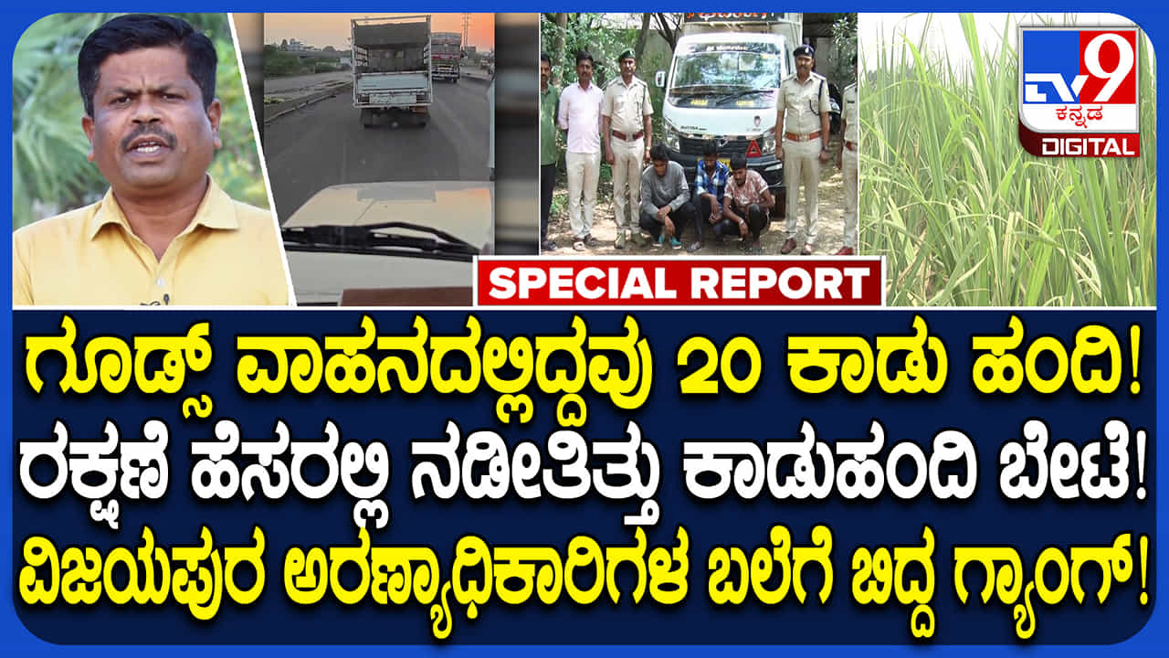ವಿಜಯಪುರ: ಕಾಡುಹಂದಿ ಸಾಗಾಟ ಜಾಲ ಪತ್ತೆ; ಅರಣ್ಯ ಇಲಾಖೆ ಬಲೆಗೆ ಬಿದ್ದ ಖತರ್ನಾಕ್ ಗ್ಯಾಂಗ್​​