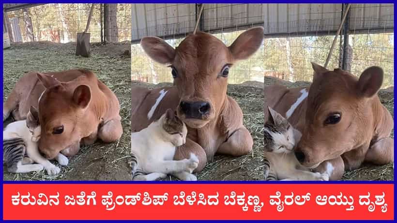 Video: ಕರುವಿನ ಜತೆಗೆ ಫ್ರೆಂಡ್ಶಿಪ್ ಬೆಳೆಸಿದ ಬೆಕ್ಕಣ್ಣ, ವೈರಲ್ ಆಯ್ತು ದೃಶ್ಯ