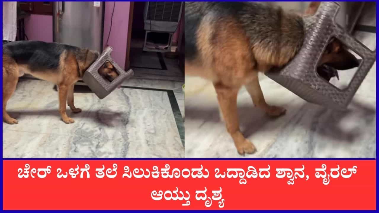 Video: ಚೇರ್ ಒಳಗೆ ತಲೆ ಸಿಲುಕಿಕೊಂಡು ಒದ್ದಾಡಿದ ಶ್ವಾನ, ವೈರಲ್ ಆಯ್ತು ದೃಶ್ಯ Video: ಚೇರ್ ಒಳಗೆ ತಲೆ ಸಿಲುಕಿಕೊಂಡು ಒದ್ದಾಡಿದ ಶ್ವಾನ, ವೈರಲ್ ಆಯ್ತು ದೃಶ್ಯ