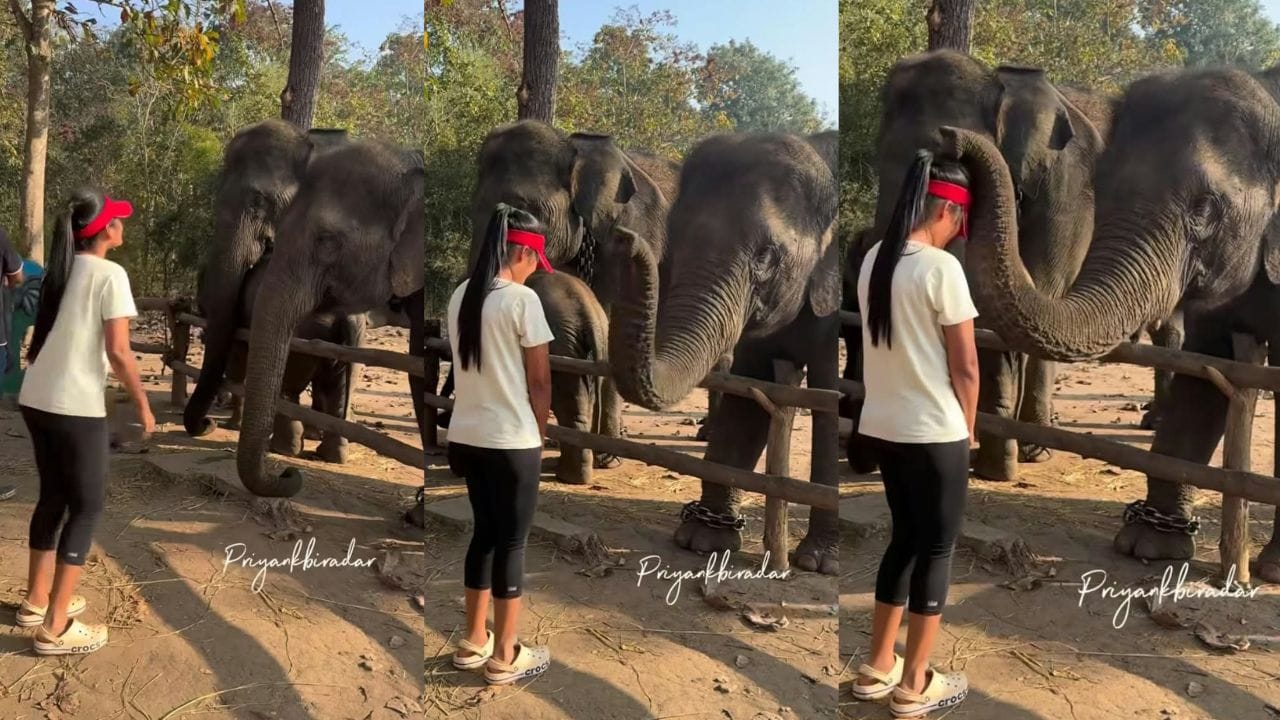 Video: ಯುವತಿ ರಿಕ್ವೆಸ್ಟ್ ಮಾಡುತ್ತಿದ್ದಂತೆ ಸೊಂಡಿಲೆತ್ತಿ ಆಶೀರ್ವಾದ ಮಾಡಿದ ಗಜರಾಜ
