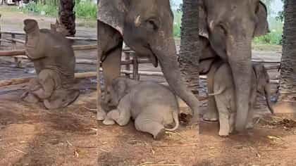 ಬೇಲಿ ದಾಟಲು ಹೋಗಿ ಮುಗ್ಗರಿಸಿ ಬಿದ್ದ ಮರಿಯಾನೆಯ ಸಹಾಯಕ್ಕೆ ಧಾವಿಸಿದ ತಾಯಾನೆ