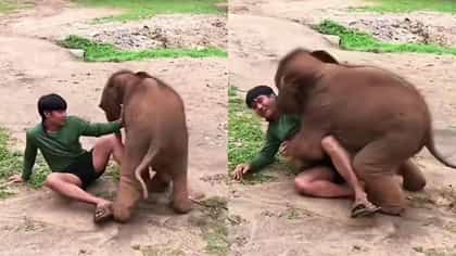 ಕೇರ್ ಟೇಕರ್ ಜತೆಗೆ ಮರಿಯಾನೆಯ ತುಂಟಾಟ, ವೈರಲ್ ಆಯ್ತು ದೃಶ್ಯ