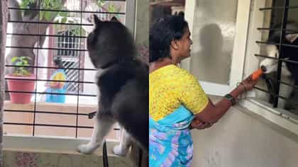 ತರಕಾರಿ ಮಾರುವ ಮಹಿಳೆಗಾಗಿ ಕಾದು ಕುಳಿತ ಮನೆಯ ಮುದ್ದಿನ ಶ್ವಾನ