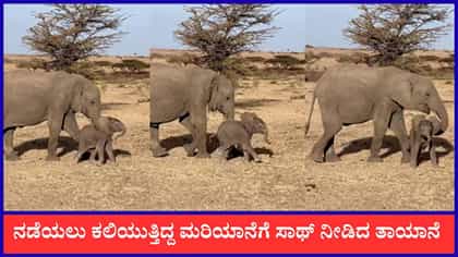 ನಡೆಯಲು ಕಷ್ಟ ಪಡುತ್ತಿದ್ದ ಮರಿಯಾನೆಗೆ ಸಾಥ್ ನೀಡಿದ ತಾಯಾನೆ