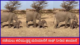 Video: ನಡೆಯಲು ಕಲಿಯುತ್ತಿದ್ದ ಮರಿಯಾನೆಗೆ ಬೀಳದಂತೆ ತಡೆದ ತಾಯಾನೆ