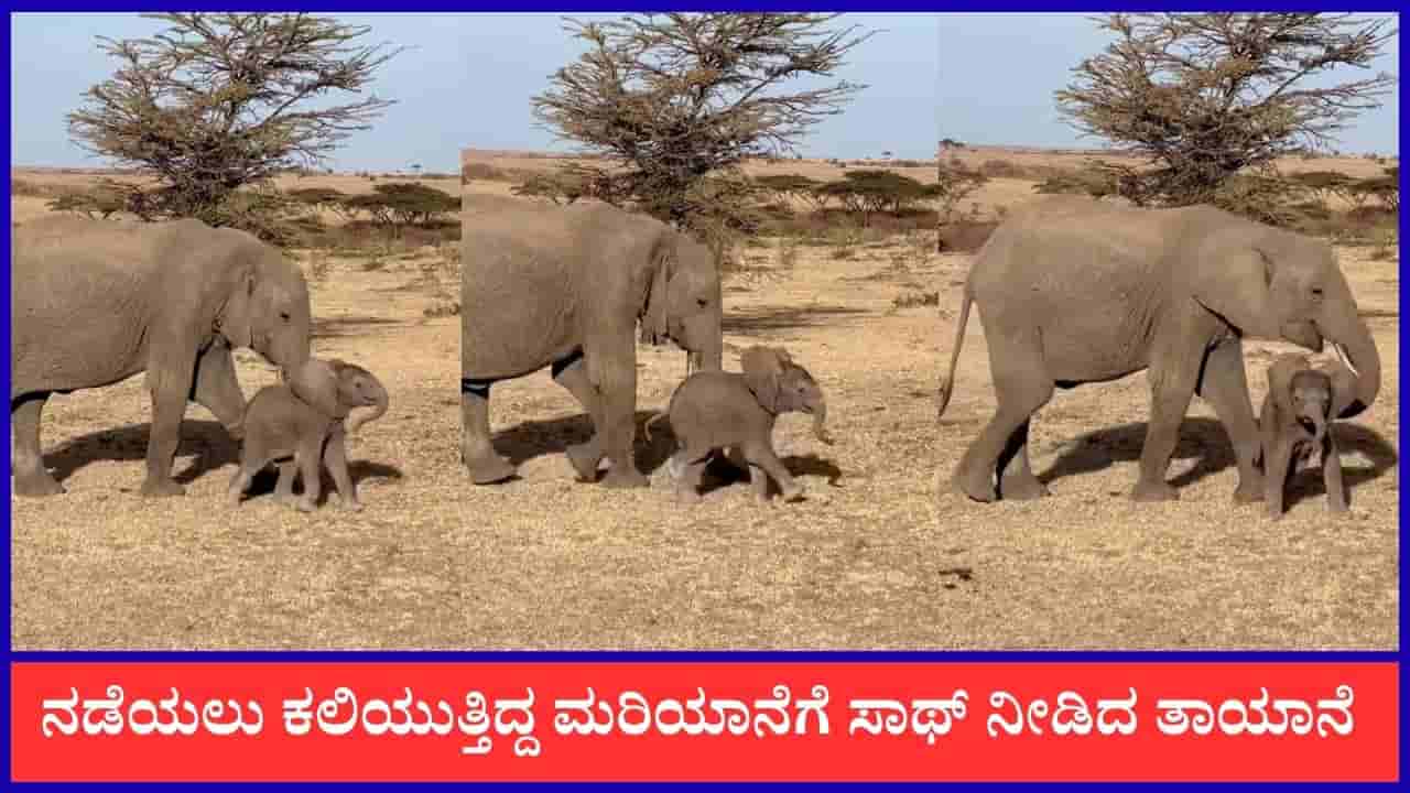 Video: ನಡೆಯಲು ಕಲಿಯುತ್ತಿದ್ದ ಮರಿಯಾನೆಗೆ ಬೀಳದಂತೆ ತಡೆದ ತಾಯಾನೆ